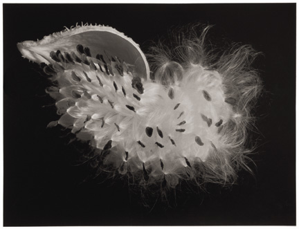 Milkweed Pod phto by Gary Baker